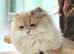 Stunning Lilac Golden male  for rehoming