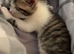 2 male kittens left