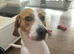 Playful loving Male Beagle for Adoption