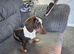 Two miniature dachshunds