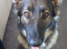 Beautiful KC German shepherd