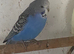 Young pretty budgies for sale