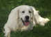 CHAMPION BRED KC STUD DOGS  EXCELLENT HEALTH TESTS