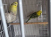 Budgies pair