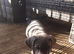 Cane Corso Puppies &pound;1,500
