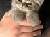 British shorthair Blue tabby boy