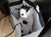 Young cat for sale