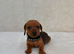 Dachshund puppies 3 boys 3 girls