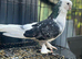 5 pigeons for sale