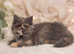 Rare Blue Calico Munchkin Minuet Girl – Tiny Rughugger Legs