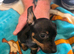 7 weeks old doxie pins