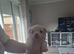 Beautiful Jack Russell pups for sale!