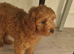 Cavapoo Boy