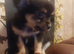 Beautiful long hair chihuahuas