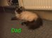 One kitten left ! Beautiful ragdoll x kittens