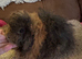 Guinea pig Alpaca boar 6 mths old