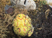 Yellow pacman frog