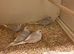 Diamond Doves