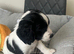 7 healthy sprocker spaniel puppies