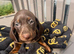 Dachshund