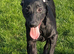 LABRADOR X WHIPPET X ROUGH COLLIE
