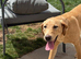 Gorgeous trained 6 month old female Labrador