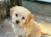 Golden cockapoo