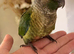 Hand-reared Green Cheeked Conure