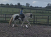 Loveable 14hh Allrounder Cob