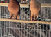 Pair of Archangel pigeons with squab