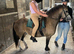 Welsh A Gelding, 10 Year, Pretty