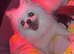 Beautiful teddy face female Pom