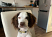 Liver and White 10 month old female Cocker Spaniel