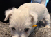 Gorgeous westies looking for their forever homes