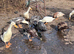 Indian Runner Ducks