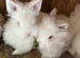 Lionhead bunnies
