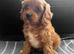 cavapoo pups ready now