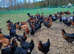 360 Black Rocks & Blacktails POL hens