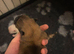 Pomeranians