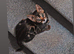 Gorgeous female charcoal bengle kitten