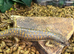 Berber Skinks at Birmingham Reptiles