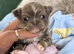 Beautiful quality apple head longcoat chihuahua boys