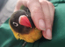 Hand reared little lovebird ready to go