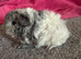 Peruvian and Alpaca guinea pig sows