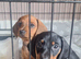 2 dachshund pups for sale