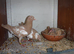 Meuleman Young Birds For Sale