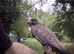 Gyr/saker Falcon