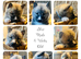 7 chunky husky puppies