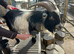 Pedigree Pygmy Goat Billy hire - stud for HIRE in Hampshire *HIRE ONLY*