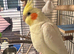 lutino cockatiel